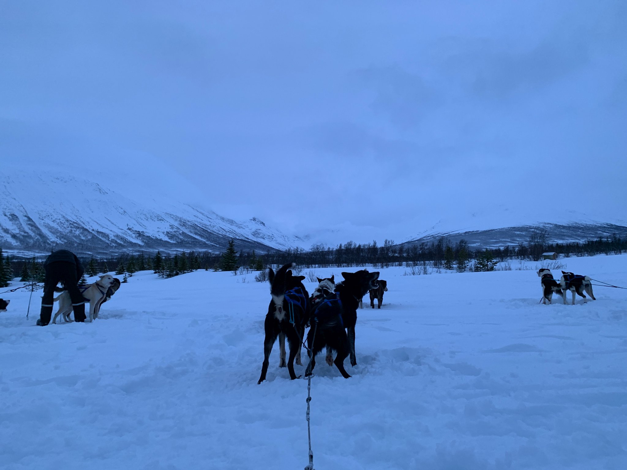  Dog sledding 