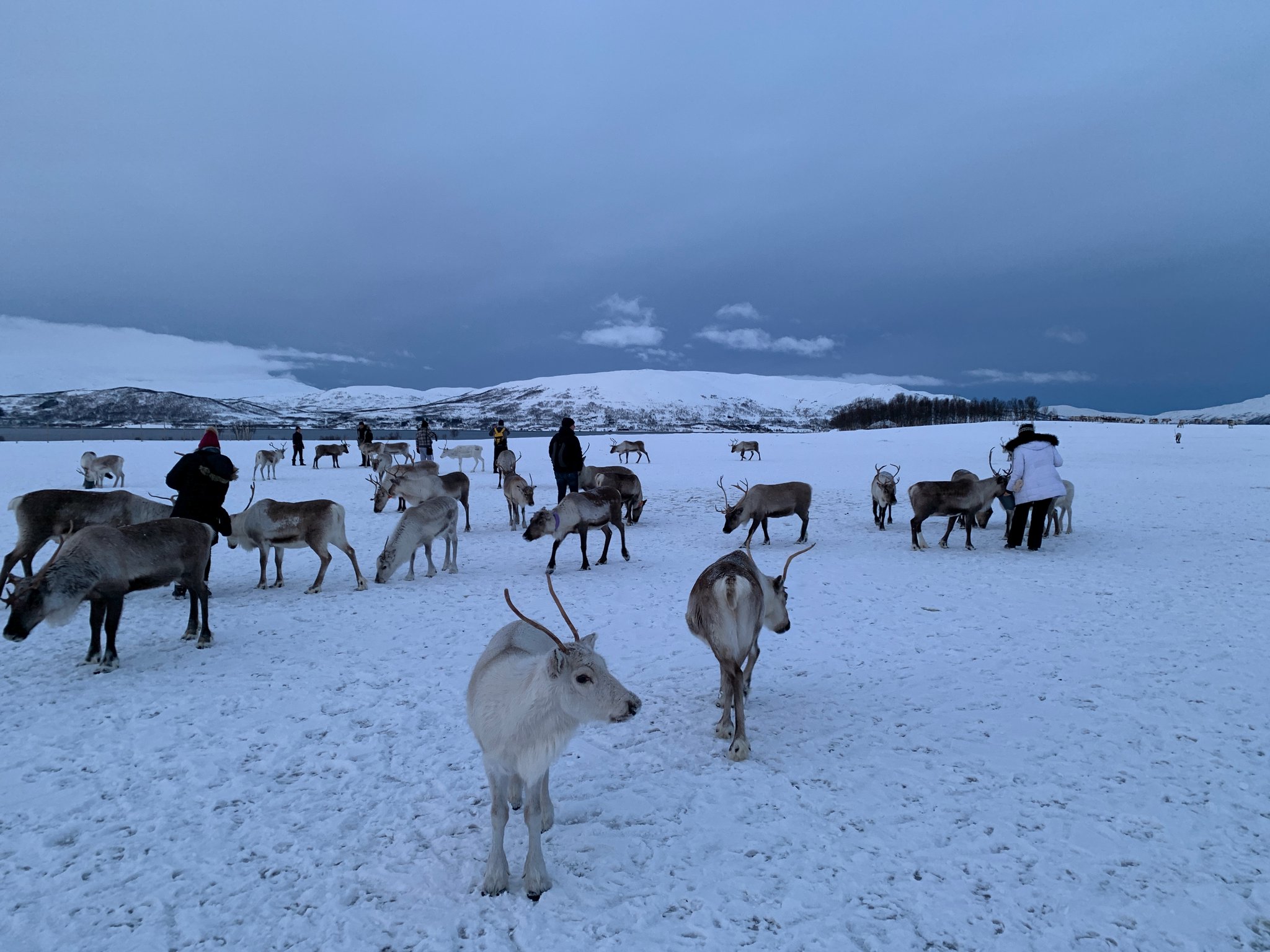  Arctic Wildlife 